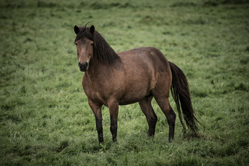 Fototapeta premium Single icelandic horse