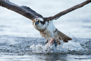 Osprey Bird Catch Fish Lake