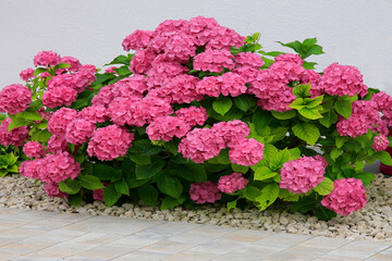 Hortensien (Hydrangea) Zierpflanze mit roten Blüten, Panorama