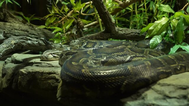 4k filmed by hand (no tripod) - sleeping resting anaconda boa constrictor snake with obvious breathing motion and jungle background