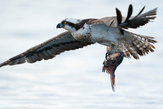 Osprey bird catch fish in a lake