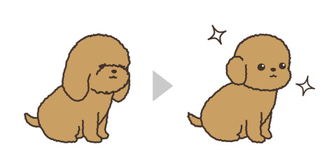 子犬のトリミング　ビフォアアフター　トイプードル © yamamedal
