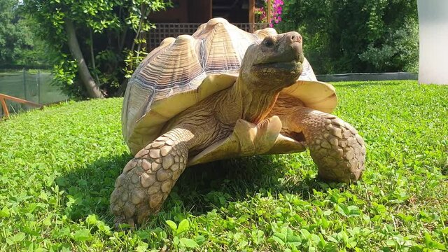 Close-up and tracking of big terrestrial turtle walking outdoor on green lawn