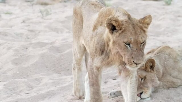 A young male lion walking in slow motion past his pride members in the riverbed.