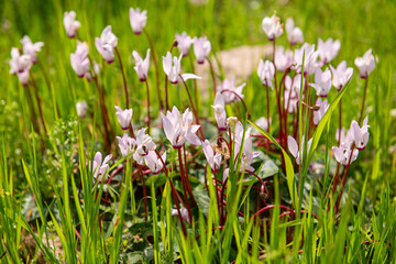 Fototapeta premium Wild cyclamens flowers