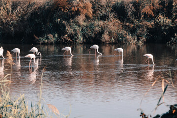 Flamingos hanging out in the lake