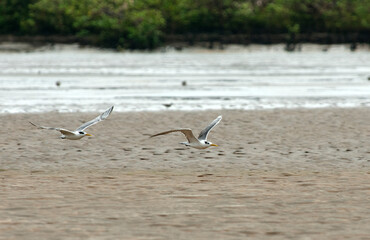 Grote Kuifstern, Great Crested Tern, Thalasseus bergii
