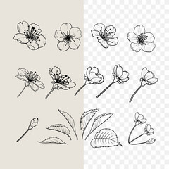 Hand drawn design elements sakura flowers collection. © Kotkoa