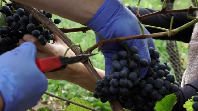Close up view of people picking red grapes during the autumn harvest, SLOW MOTION.