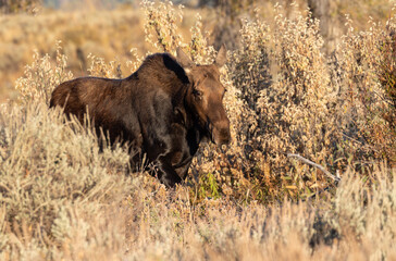 Cow Shiras Moose in Autumn in Wyoming