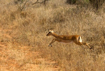 Impala, Impala, Aepyceros melampus