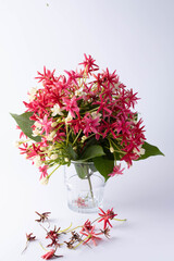 White pink bouquet on white background. Copy space.