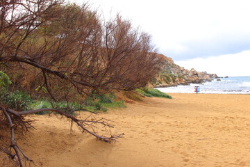 tree on the beach