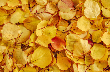 Fallen beautiful tree leaves colorful nature seasonal background