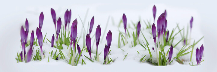 Blaue Krokusse Knospen schauen aus Schneedecke, Panorama