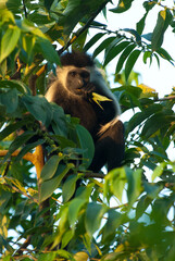 Fototapeta premium Oostelijke franjeaap, Mantled guereza, Colobus guereza