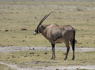 East African Oryx, Gemsbok, Oryx beisa