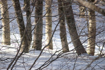 snow covered trees