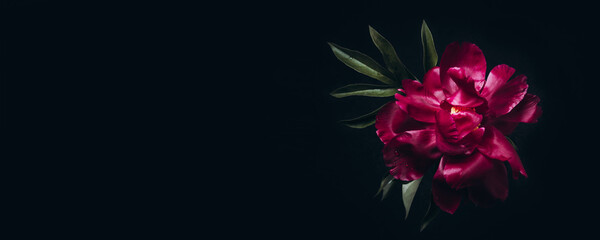 Schöne magentarote Pfingstrose auf Schwarzem. Minimales stimmungsvolles Blumenbanner, Kopierraum © colnihko