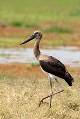 Zadelbekooievaar, Saddle-billed Stork,  Ephippiorhynchus senegalensis