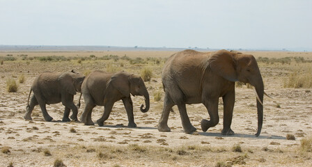 Fototapeta na wymiar African Elephant, Afrikaanse savanneolifant, Loxodonta africana