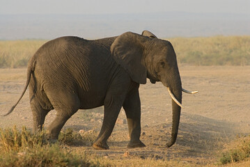 Obraz premium African Elephant, Afrikaanse savanneolifant, Loxodonta africana