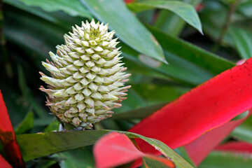 Bromeliad inflorescence on tropical forest, Rio