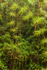 Fototapeta premium Costa Rica flowers and plants country