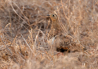 Maskerzandhoen, Black-faced Sandgrouse, Pterocles decoratus