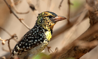 D'Arnaud-baardvogel,  D'Arnaud's Barbet, Trachyphonus darnaudii