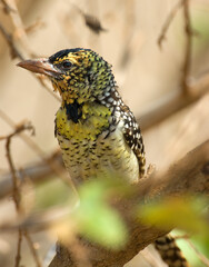 D'Arnaud-baardvogel,  D'Arnaud's Barbet, Trachyphonus darnaudii
