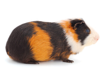 Guinea pig isolated.