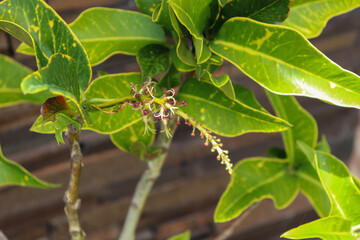 Beautiful garden plants and flowers found in southern Brazil.