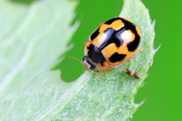 ladybugs in natural state, North China