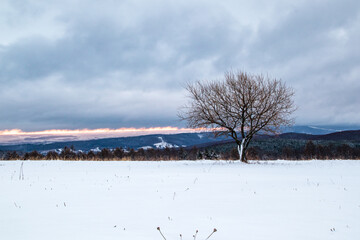 tree in the snow