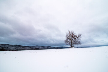 tree in the snow