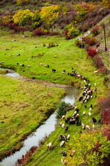 Flock of sheep grazing on the pasture. Beautiful rural landscape with green grass