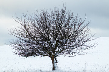 Fototapeta premium tree in winter