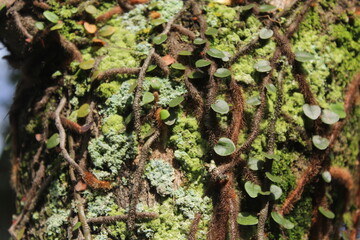 Tree trunk with climbing plants texture.