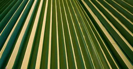 Obraz premium palm green leaf background with shadow from sunlight on surface