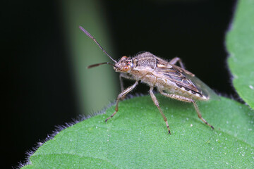Stink bug on green leaves, North China