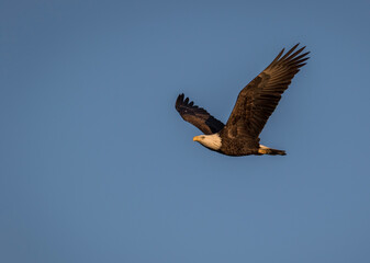 Bald Eagle (Haliaeetus leucocephalus) flying blue sky background