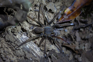 spider at night in Costa Rica