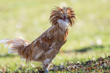 Tan Polish Chicken has feather crest plumage green background copy space 