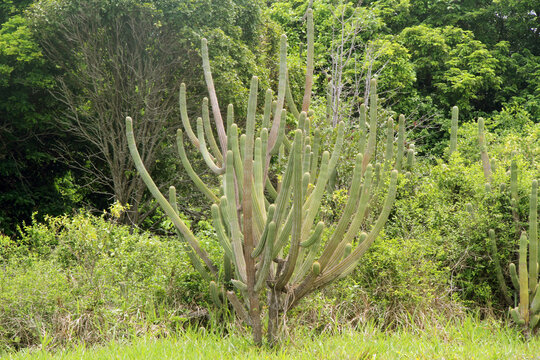  Barra de Tabatinga  beach, Rio Grande do Norte, Brazil