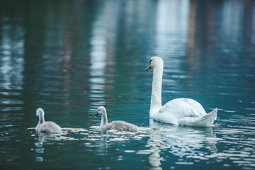 swans family in lake water close up © phpetrunina14