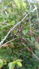 Spider at the web