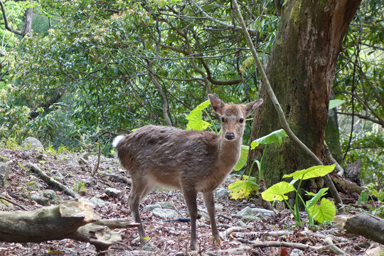 Deer in the forest