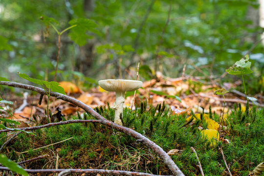 A closeup picture of a fungus in a forest. Bright green and blurry background