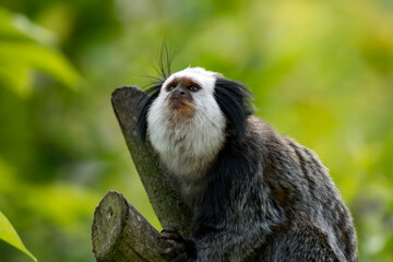 White-faced saki